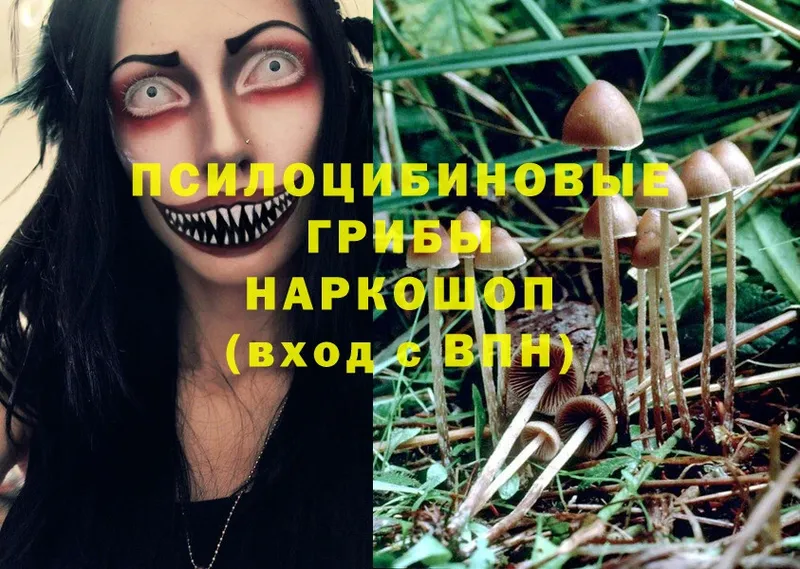 Псилоцибиновые грибы Cubensis  Богородицк 